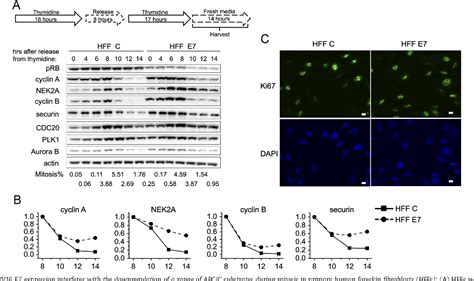 Figure From Human Papillomavirus Type E Oncoprotein Inhibits The