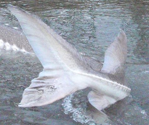 Best Practices Releasing Sturgeon Fishing Bc Rivers Bc Fishing Guides