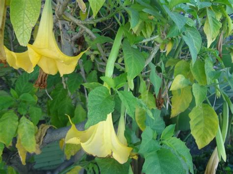 floripondio usos preparacion semillas efectos  mas