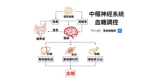 《新陳代謝》大腦是如何調控我們的血糖呢？血糖波動解密！ 台南糖尿病專科診所 葉峻榳醫師