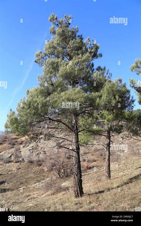 Pinus Brutia Pino De Calabria Pinaceae Planta Silvestre Tomada En