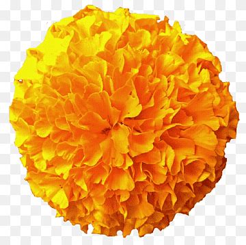 Marigold png images | PNGWing