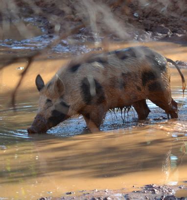 Pig (feral or wild) | Established pest animal species | Pest animals ...