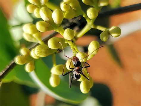 ASDP Camponotus denticulatus – Ausemade