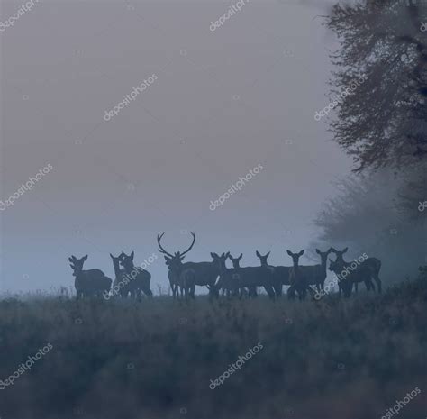 Manada De Ciervos Rojos En La Niebla Argentina Reserva Natural Parque