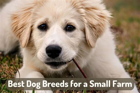 dog breeds  pictures