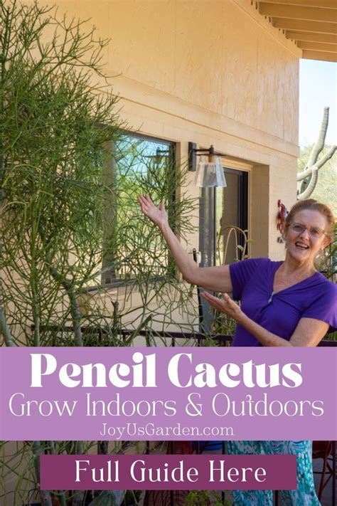 Pencil Cactus Care Growing Euphoriba Tirucalli Indoor Outdoor In