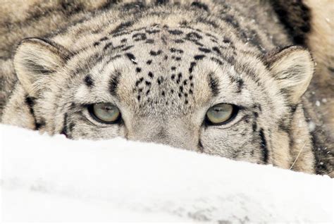 Snow Leopard - S.P.E.C.I.E.S.