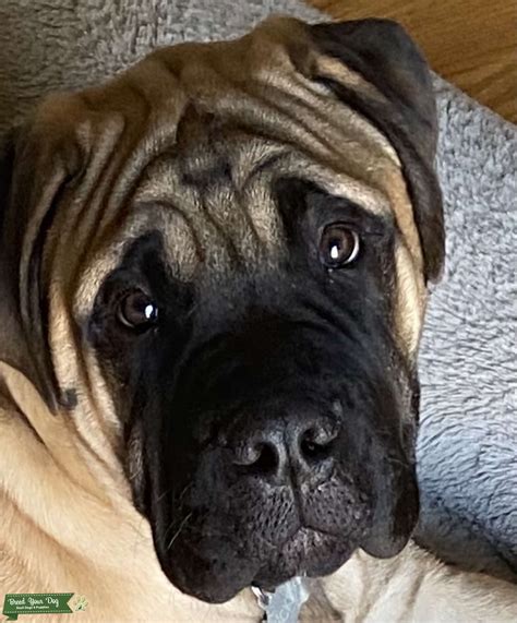 Gentle Giant Bullmastiff Stud Dog In Usa United States Breed Your Dog