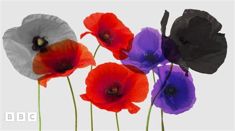 What Do The Different Coloured Poppies Mean BBC Newsround