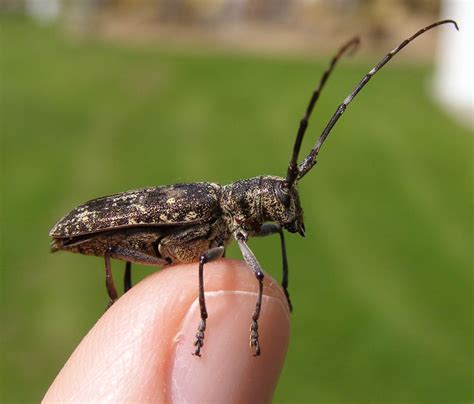 Monochamus Scutellatus Coleoptera Cerambycidae Commonly Called The