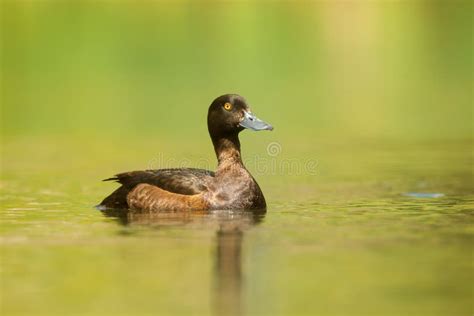 Tufted Duck Or Tufted Pochard Aythya Fuligula Female Riding On The Lake