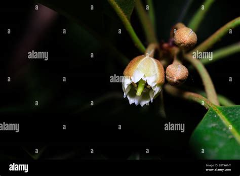 flower bloom on a chikoo tree Stock Photo - Alamy