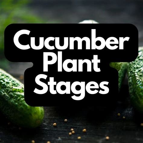 Cucumber Plant Stages The 4 Phases Of Growth Organic Gardening