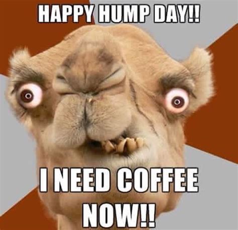 60 Wednesday Coffee Memes, Images & Pics to Get Through the Week in ...