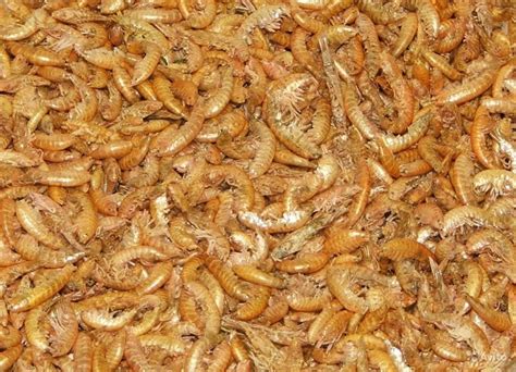 Домашнее разведение гаммаруса для корма рыбкам