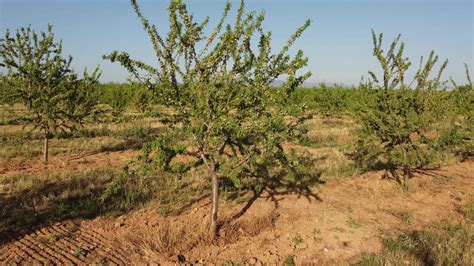 Almond Trees Agriculture Farming Field 15457473 Stock Video at Vecteezy