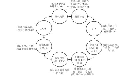 青脚麻鸡父系d的选育及其杂交配套研究