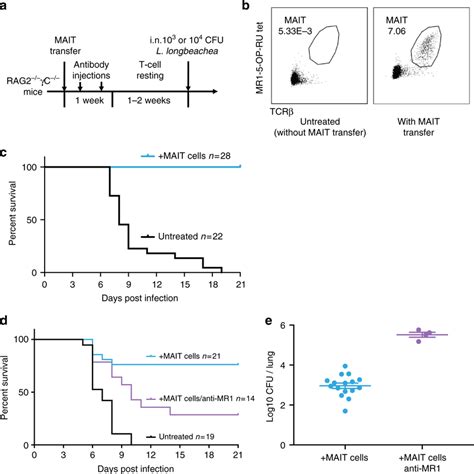 Adoptive Mait Cell Transfer Rescues Rag2−−γc−− Mice From Fatal