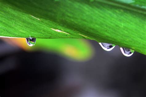 Verde Folha Orvalho Foto Gratuita No Pixabay Pixabay