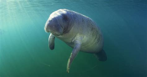 Are Manatees Dangerous? Their Demeanor Explained