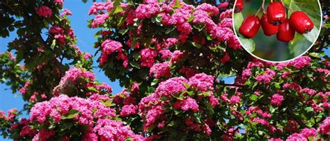 Викидача - дачная энциклопедия