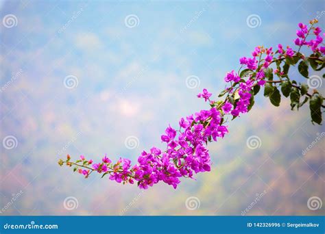 Flowers Nepal Beautiful Summer View With Clouds Of Sun And Blue Sky