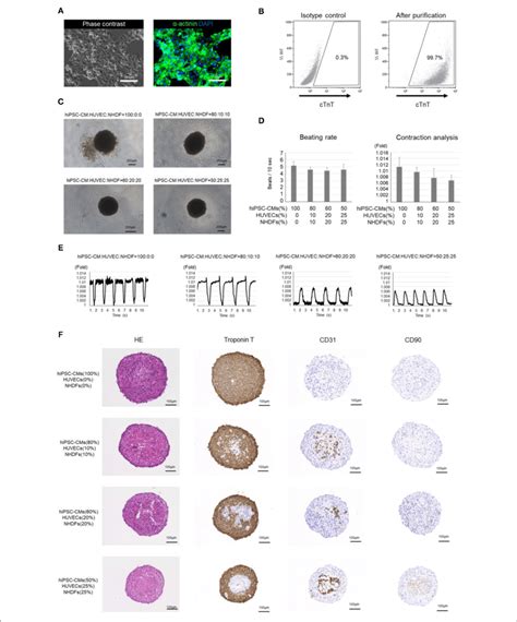 Analysis Of Human Induced Pluripotent Stem Cell Derived Download