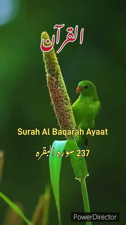 Surah Al Baqarah Chapter 02 Urdu Tarjuma Kanzul Eman Ayaat Surat