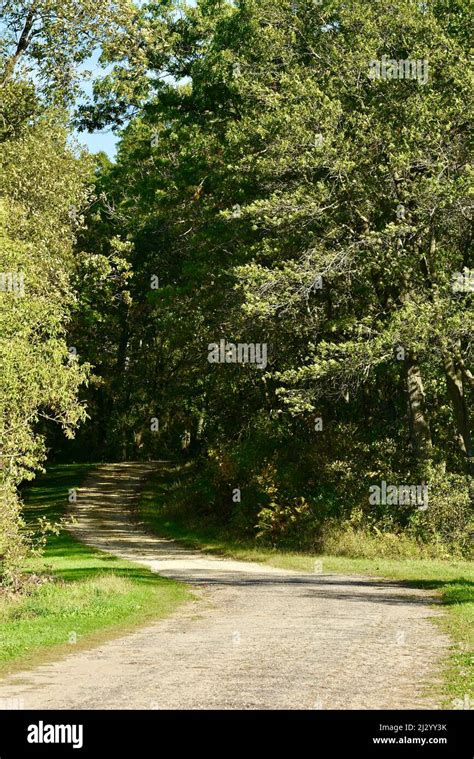 Lonely Gravel Country Road Weaving And Curving Into Forest In Early