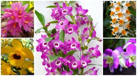 Dendrobium Lista De Esp Cies E Como Cultivar