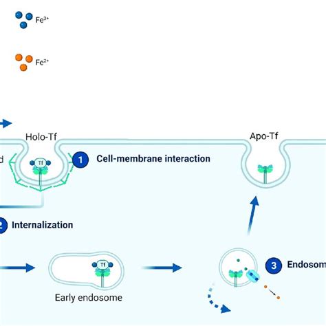 Clathrin Mediated Endocytosis Created Using Accessed On