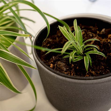 How To Grow Spider Plant Babies Three Ways To Propagate Ideal Home