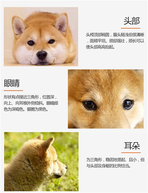 柴犬肩高对照表柴犬肩高与月份对照表3 伤感说说吧