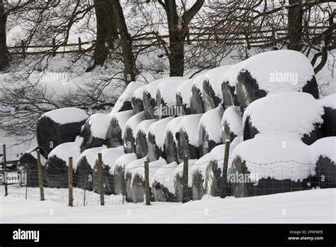 Plastic Wrapped Silage Round Bales In The Snow Whitewell Lancashire