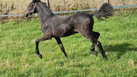 Reitpony Jährling Deutsches Hengst BillyRider ᐅ