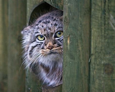 Gatto Di Pallas Montagna TV