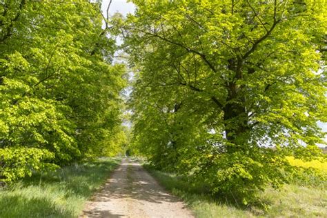 Path Through The 200 Year Old Avenue Of Lime Trees Mainly Tilia