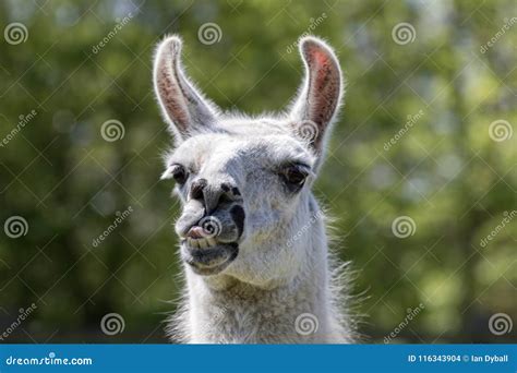 Goofy Lama Pulling Face Funny Llama Animal Sticking Tongue Out Stock