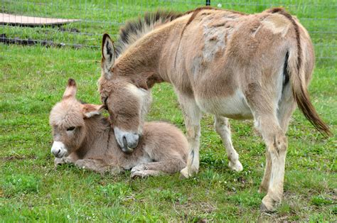 Donkey Adoption Day | May 6, 2016 Mom and baby Jerusalem - o… | Flickr