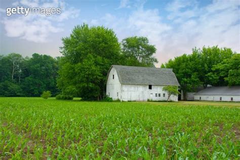 Old Weathered Barn With Corn Field Amish Country Northern Indiana