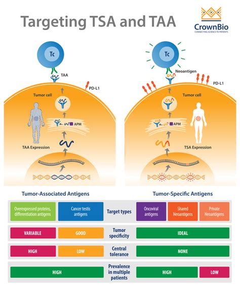 Targeting Tumor Associated Antigens And Tumor Specific Antigens