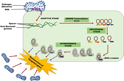 Frontiers Advancements And Prospects Of Crispr Cas Technologies For