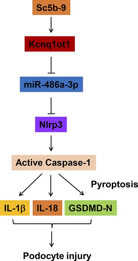 Long Noncoding Rna Kcnq1ot1 Promotes Sc5b 9 Induced Podocyte Pyroptosis