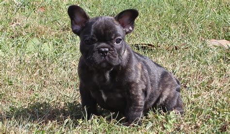 Magnifiques Chiots Bouledogue Français 33720 Uncompagnonfr