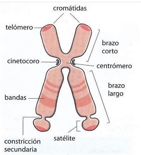 Pin En Anatomy And Biology