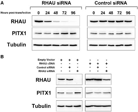 RHAU Knockdown Results In Elevated Expression Of PITX1 A Western