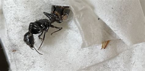 What ants are in our house? - Home Improvement Stack Exchange