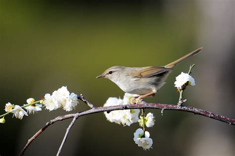 梅に鶯（japanese Bush Warbler On The Plum） 下手の横好き！