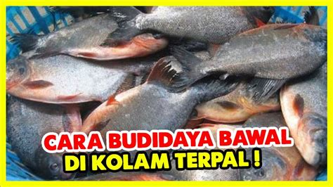 Paduan Sukses Budidaya Ikan Bawal Di Kolam Terpal Youtube